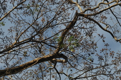 Platymiscium trifoliolatum
