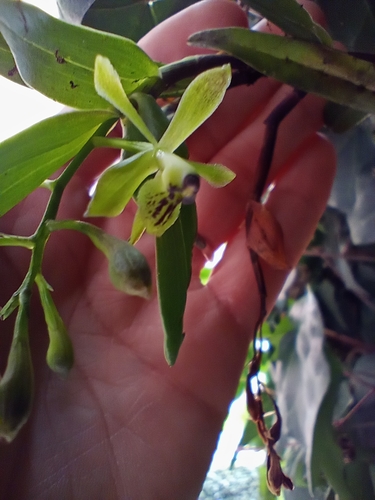 Epidendrum erosum Ames & C.Schweinf. 2