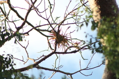Tillandsia roland-gosselinii