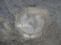 Stomolophidae