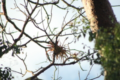 Tillandsia roland-gosselinii