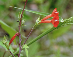 Ipomoea rubriflora