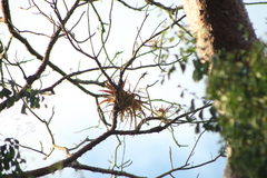 Tillandsia roland-gosselinii