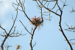 Tillandsia roland-gosselinii