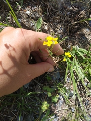 Draba hispida