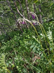 Hedysarum caucasicum