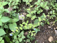 Thyrocarpus sampsonii