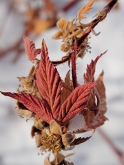 Rubus idaeus strigosus