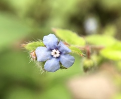 Thyrocarpus sampsonii