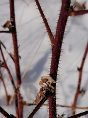 Rubus idaeus strigosus