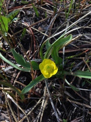 Ranunculus alismifolius