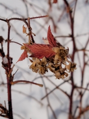 Rubus idaeus strigosus