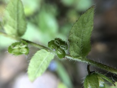 Thyrocarpus sampsonii