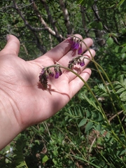 Hedysarum caucasicum