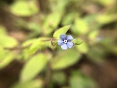 Thyrocarpus sampsonii