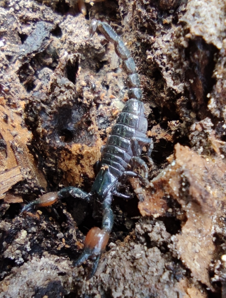 Scorpio fuscus · iNaturalist