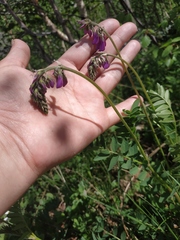 Hedysarum caucasicum