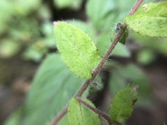 Thyrocarpus sampsonii