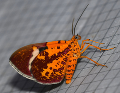 Hagnagora croceitincta