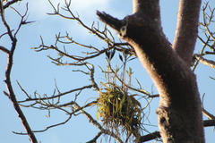 Tillandsia roland-gosselinii
