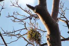 Tillandsia roland-gosselinii