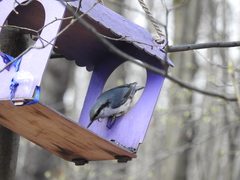 Sitta europaea europaea