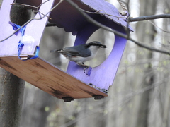 Sitta europaea europaea