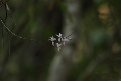 Barkeria shoemakeri