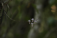 Barkeria shoemakeri
