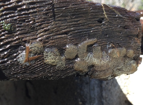 iNaturalist observation photo of Non-biting Midges