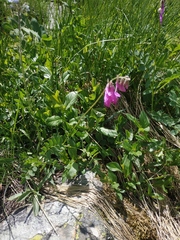 Hedysarum caucasicum