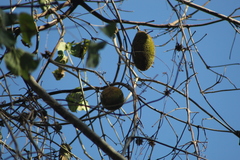 Amphilophium paniculatum