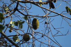 Amphilophium paniculatum