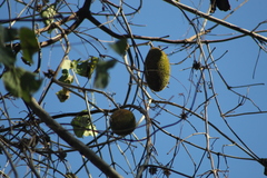 Amphilophium paniculatum