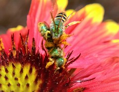 Agapostemon angelicus