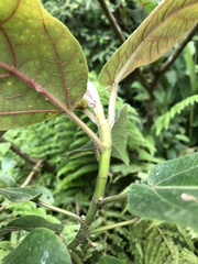 Ficus erecta beecheyana