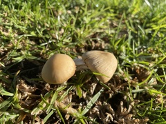 Agaricomycetes