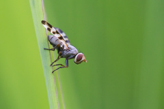 Melieria