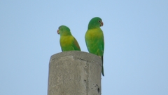 Brotogeris jugularis