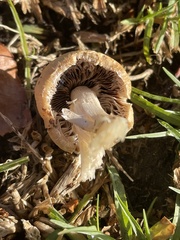 Agaricomycetes