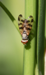 Melieria