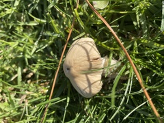 Agaricomycetes