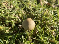 Agaricomycetes