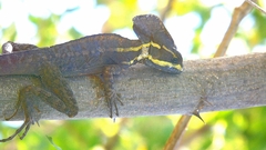 Basiliscus