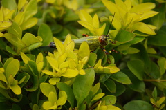 Zoniopoda tarsata