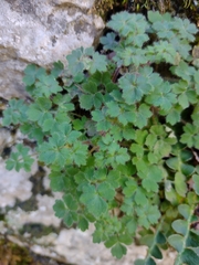 Saxifraga biternata