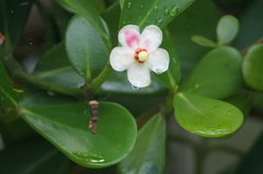 Clusia fluminensis