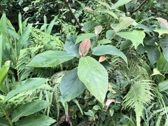 Ficus erecta beecheyana