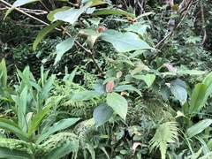 Ficus erecta beecheyana