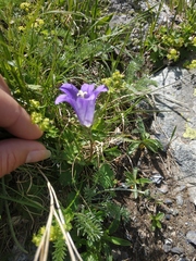 Campanula tridentata biebersteiniana